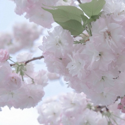 延边福瑞交流群